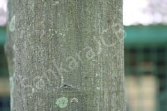 Artocarpus hirsutus